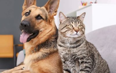 Can You Feed Dog Food To Cats? (Explained)