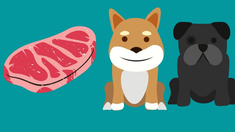 Can Dogs Eat Raw Meat? (Explained)