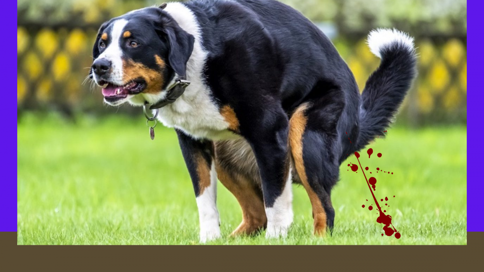 Why is My Dog Pooping Blood? (Explained)