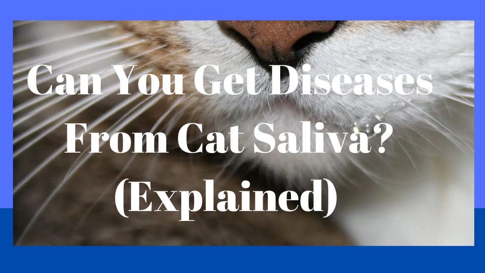 Can You Get Diseases From Cat Saliva? (Explained)